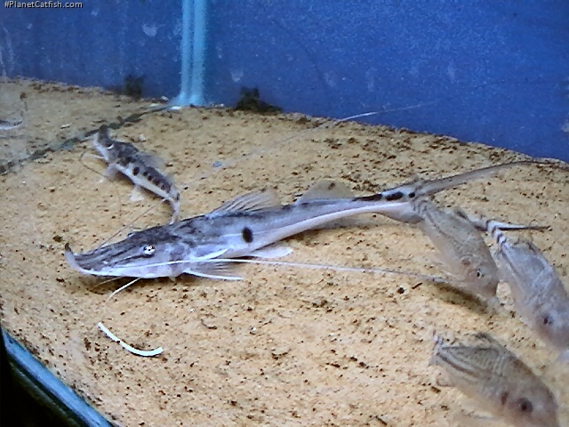 Platystomatichthys sturio