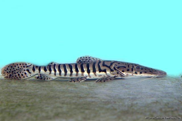 Pseudoplatystoma fasciatum