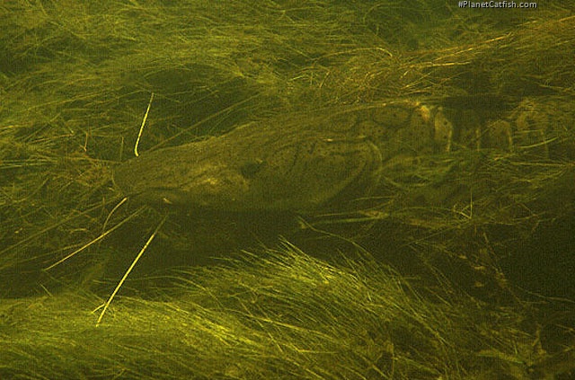 Pseudoplatystoma reticulatum
