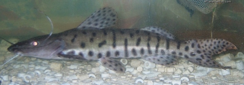 Pseudoplatystoma sp. hybrid(4)