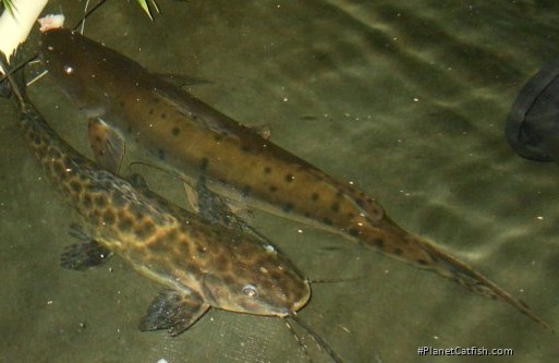 Pseudoplatystoma sp. hybrid(4)