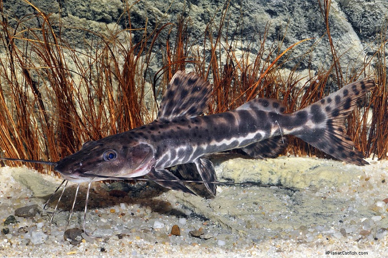 Pseudoplatystoma sp. hybrid(5)