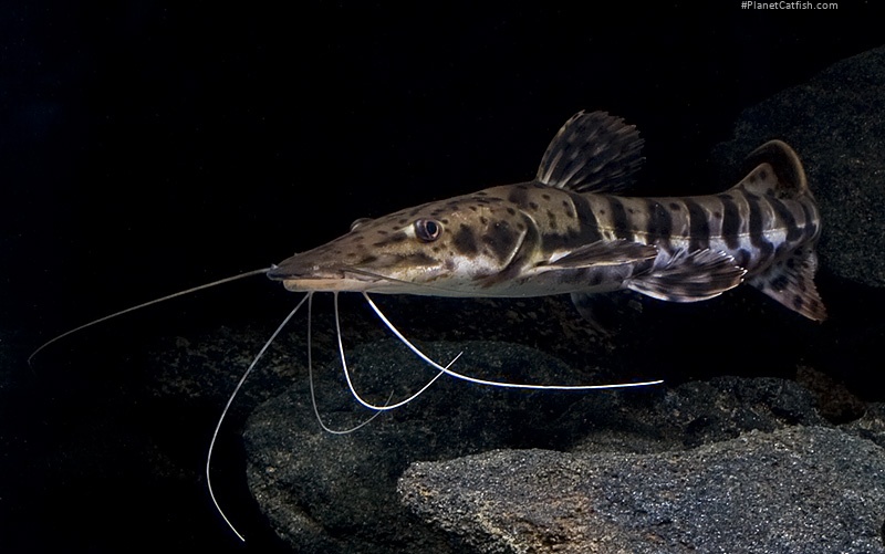 Pseudoplatystoma tigrinum