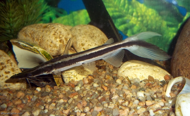 Sorubim lima