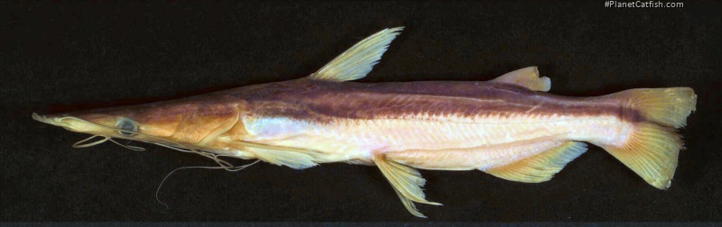 Sorubim maniradii