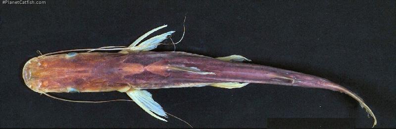 Sorubim maniradii