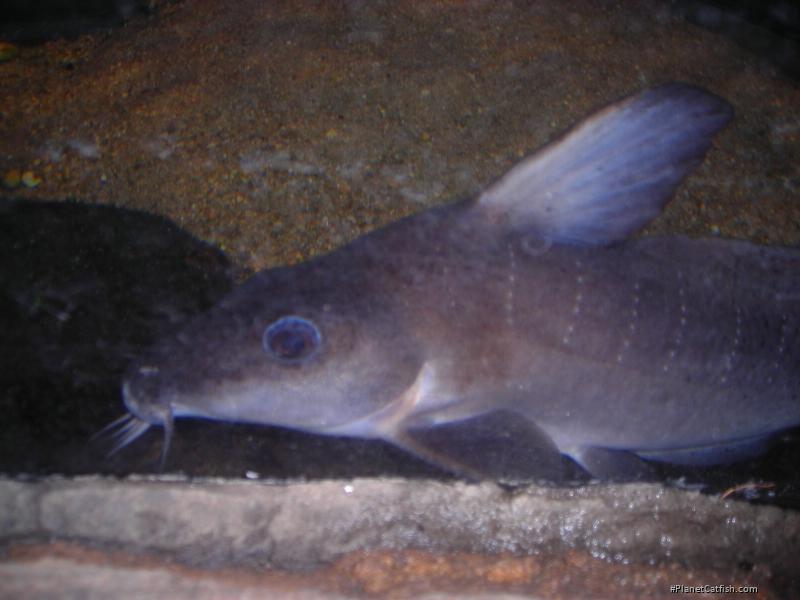 Anodontiglanis dahli