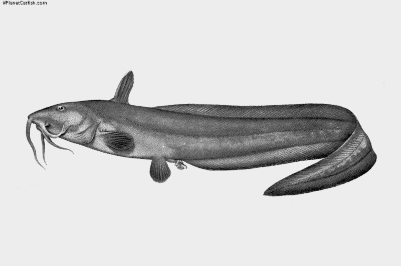 Euristhmus lepturus