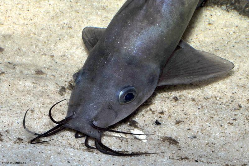 Neosilurus ater