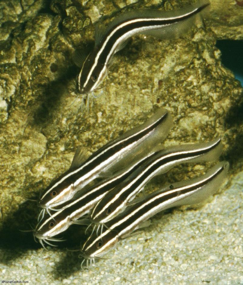 Plotosus lineatus