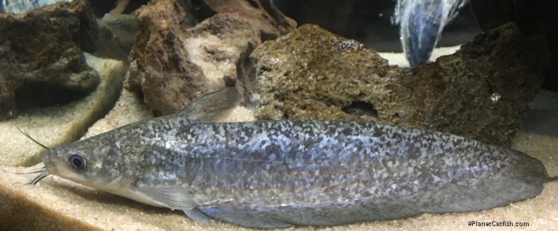Porochilus meraukensis