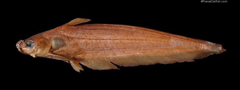 Porochilus obbesi