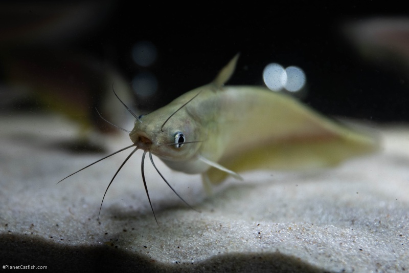 Porochilus rendahli