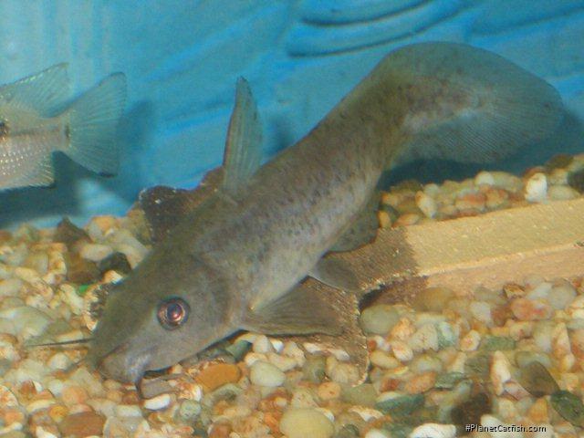 Tandanus tandanus