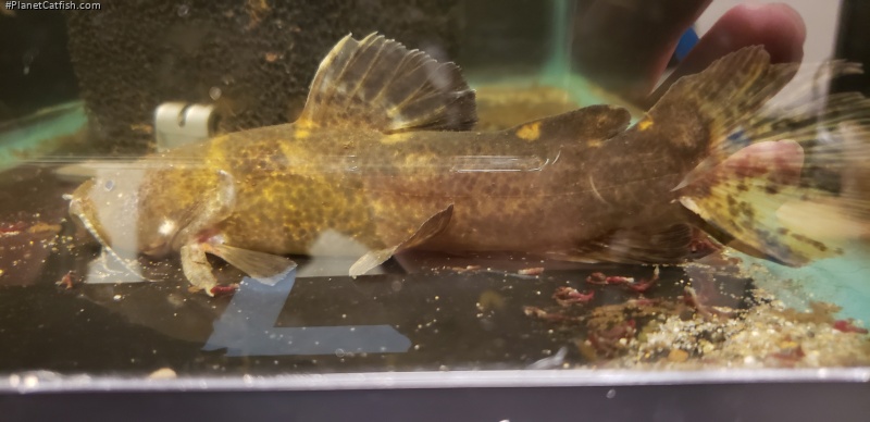 Batrochoglanis cf. villosus