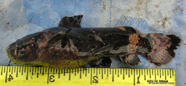Batrochoglanis raninus