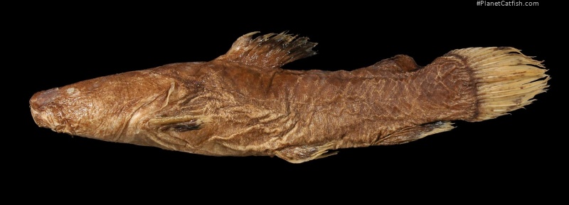 Batrochoglanis transmontanus