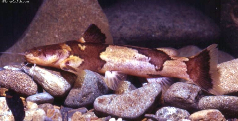 Cruciglanis pacifici