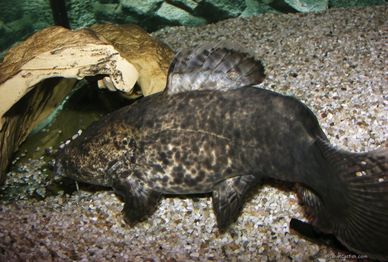 Lophiosilurus apurensis