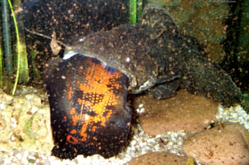 Lophiosilurus apurensis