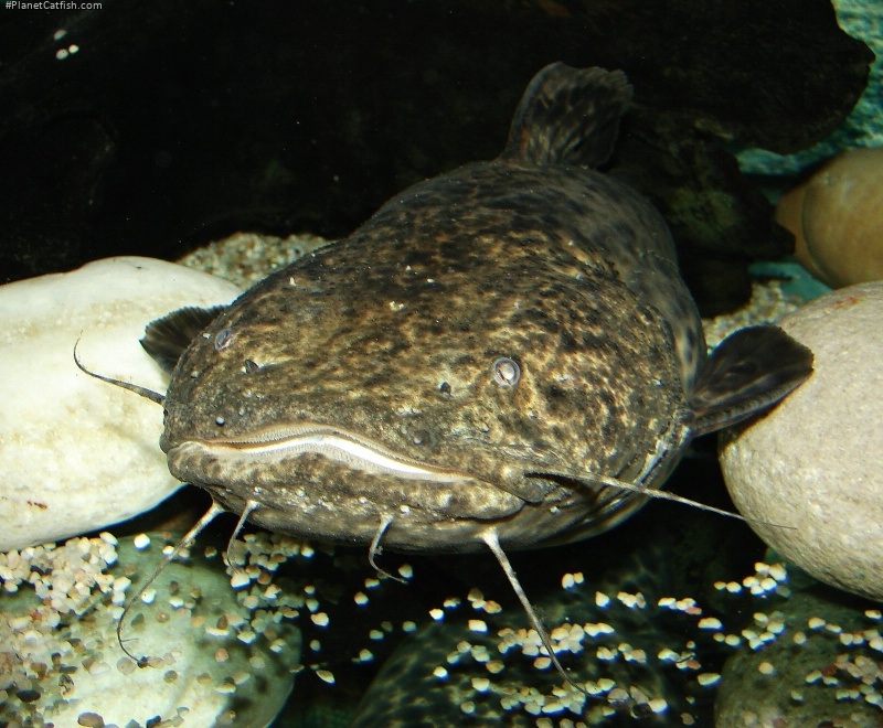 Lophiosilurus apurensis