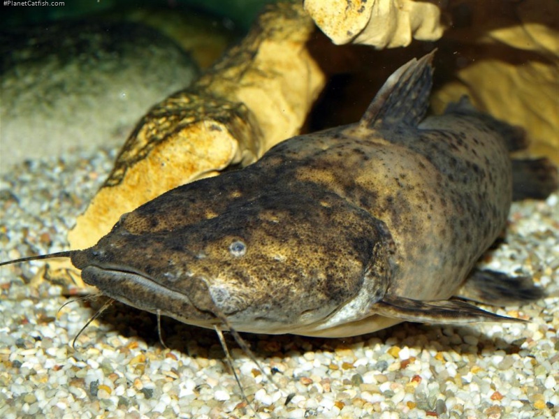 Lophiosilurus fowleri