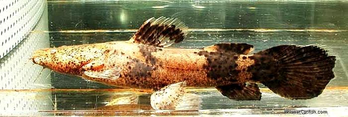 Lophiosilurus fowleri