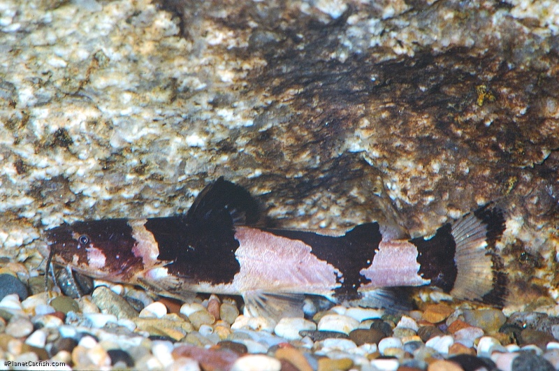 Microglanis aff. iheringi