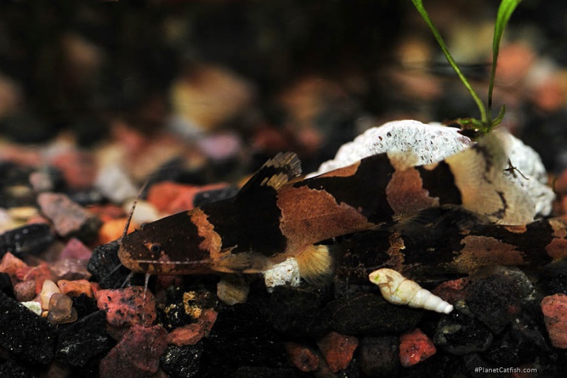 Microglanis aff. iheringi
