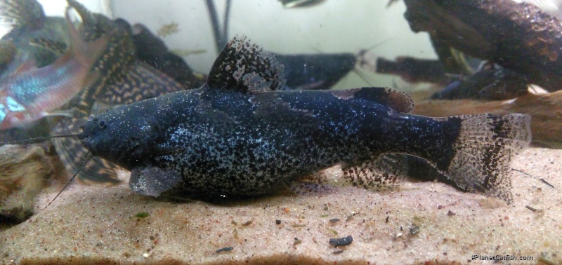 Microglanis malabarbai