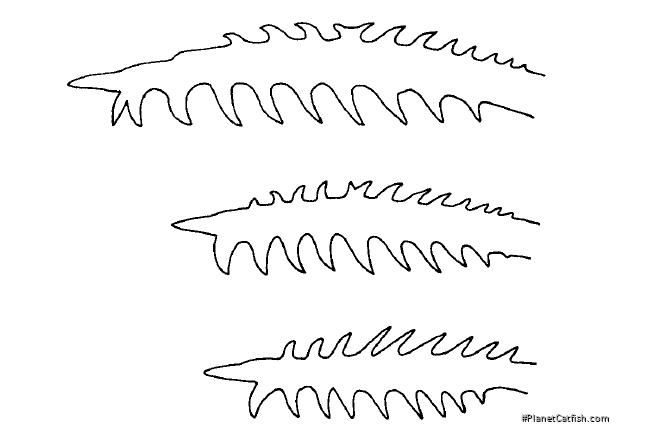 Microglanis pellopterygius