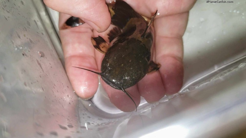 Pseudopimelodus aff. bufonius