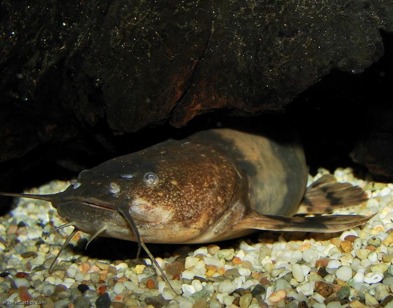 Pseudopimelodus bufonius