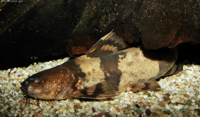 Pseudopimelodus bufonius