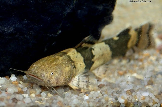 Pseudopimelodus bufonius