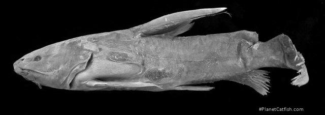 Rita macracanthus