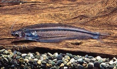 Parailia occidentalis