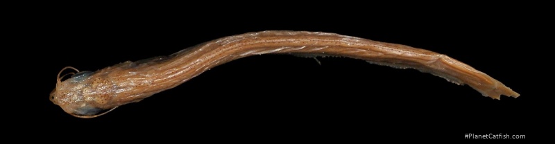 Parailia somalensis