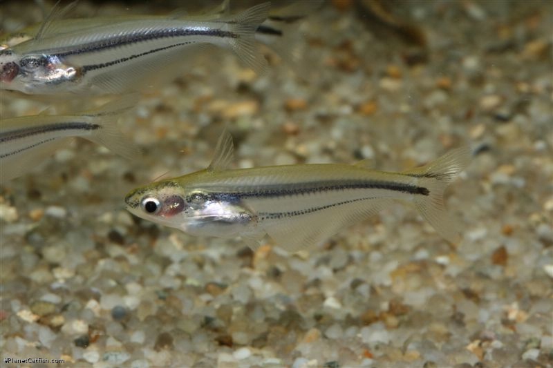 Pareutropius mandevillei