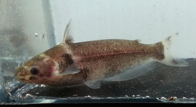 Schilbe brevianalis