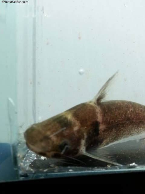 Schilbe brevianalis