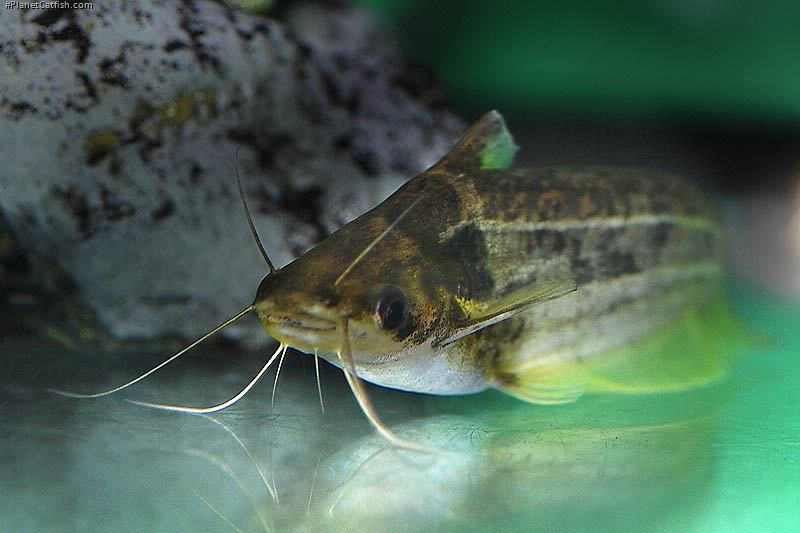 Schilbe mandibularis