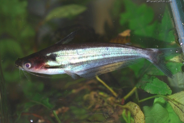 Schilbe multitaeniatus