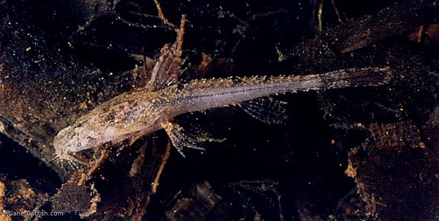 Scoloplax empousa