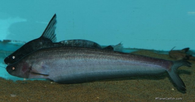 Hemisilurus mekongensis