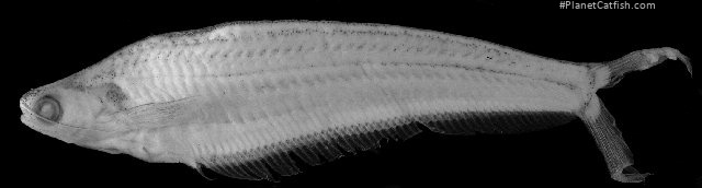 Kryptopterus bicirrhis