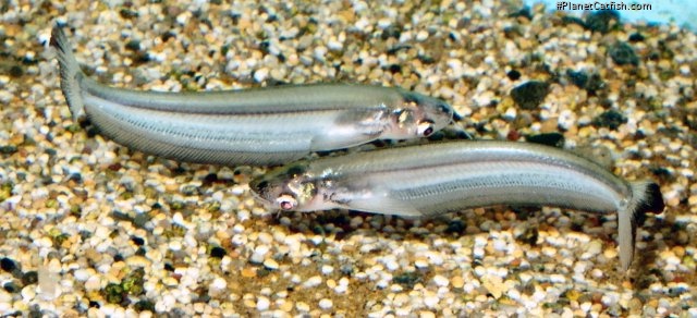 Kryptopterus cryptopterus