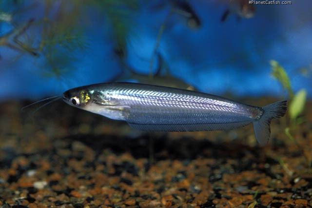Kryptopterus cryptopterus