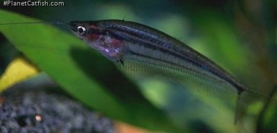 Kryptopterus macrocephalus