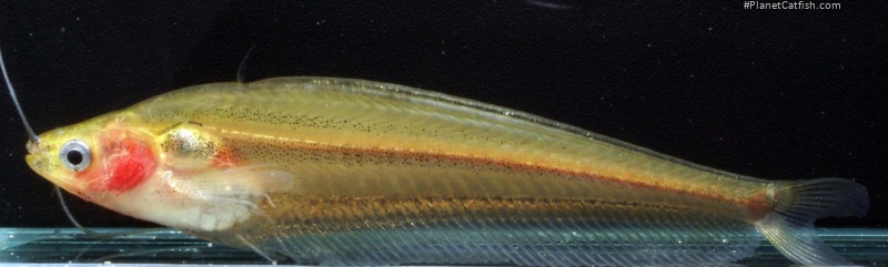 Kryptopterus macrocephalus